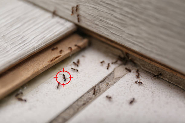 Best Flea Control Services  in Fayette, AL