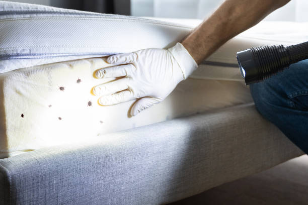 Best Ant Control Services  in Fayette, AL