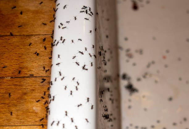 Pest Prevention Services in Fayette, AL